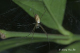 <i>(Nephila pilipes)</i><br /> Golden Web Spider <br />sub ♂