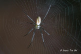 (Nephila pilipes) Golden Web Spider  sub ♀