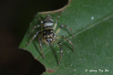 <i>(Colyttus striatus)</i><br /> ♀