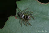 <i>(Colyttus striatus)</i><br /> ♀