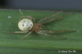 <i>(Araniella sp.) [A]</i> <br /> ♀