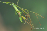 (Mantidae, Hierodula sp.)[A]