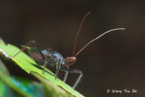 (Reduviidae, sp.)[G]<br />Assassin Bug