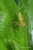 <i>(Oxyopes sp. )[B]</i> <br /> ♂