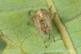 <i>(Neoscona sp.)[E]</i><br /> ♀