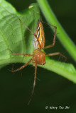 <i>(Oxyopes sp.)[C]</i><br /> ♀