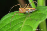 <i>(Oxyopes sp.)[C]</i><br /> ♀