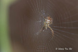 (cf. Gea spinipes) sub ♀