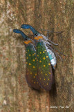 (Fulgoridae, Pyrops whiteheadi)  Lantern Bug