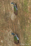 (Fulgoridae, Pyrops whiteheadi) Lantern Bug
