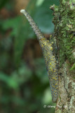 (Fulgoridae, Zanna nobilis)Lantern Bug