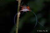 (Macracantha arcuata) Long Horn Spider ♀