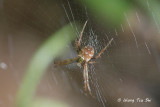 (cf. Gea spinipes) sub ♀