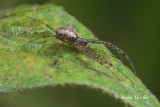 (Nephilengys malabarensis) sub ♀