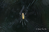 (Nephila pilipes) Golden Web Spider sub ♀