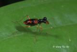 (Cicindelidae, Cosmodela sp.)Tiger Beetle 