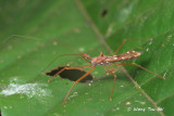 (Reduviidae, sp.)[D]<br />Assassin Bug