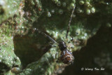 <i>(Theridion sp.)[C]</i><br /> ♀