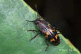 (Erotylidae, Micrencaustes lunulata) Pleasing Fungus Beetle