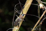 (Cerambycidae sp.)[B]  Long-horned Beetle 