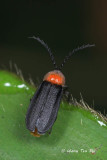 (Lampyridae, Pyrocoelia opaca)  Firefly