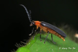 (Lampyridae, Pyrocoelia opaca)  Firefly