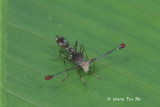 <i>(</i>Diopsidae, <i>Teleopsis pallifacies)</i><br />Stalk-eyed Fly