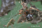 <i>(Theridion sp.)[B]</i><br /> ♀