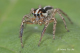 (Plexippus paykulli) ♂