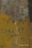(Cyclosa insulana) ♂