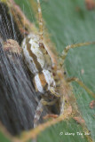 <i>(Hygropoda sp.)[B]</i><br /> ♀