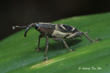 (Curculionidae, sp.)[A]Weevil