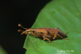 (Curculionidae, sp.)[B]Weevil
