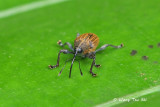 (Curculionidae, sp.)[D]Weevil
