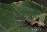 (Cerambycidae sp.)[C]  Long-horned Beetle 