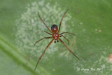 <i>(Theridion sp.)[D]</i><br /> ♂