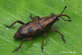 (Curculionidae, sp.)[E]Weevil