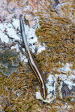 (Lipinia vittigera) Common Striped Skink