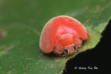 (Coccinellidae, sp.)[C]Ladybird Beetle