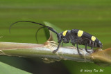 (Cerambycidae sp.)[D]  Long-horned Beetle 