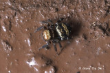 (Thorelliola ensifera) ♀
