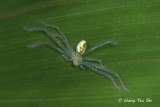 <i>(Olios sp.)[A]</i><br /> ♀