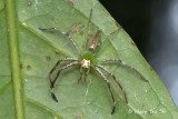 (Epeus edwardsi)♂