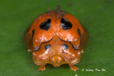 (Coccinellidae, sp.)[D]Ladybird Beetle