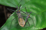 (Reduviidae, sp.)[E]<br />Assassin Bug