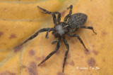 (Gelotia syringopalpis) ♀