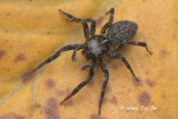 <i>(Gelotia syringopalpis)</i><br /> ♀