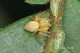 <i>(Hamataliwa sp.)[F]</i><br /> ♀