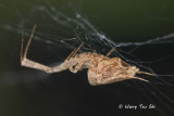 <i>(Uloborus sp.)[C]</i><br /> ♀