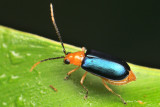 (Chrysomelidae, sp.)[A] Leaf Beetle